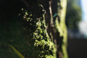 持続可能な未来へ：明照山の豊かな自然が示す、ポストSDGsの可能性